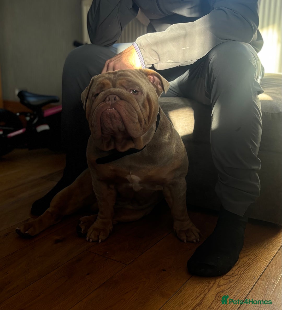 English Bulldog dogs for stud: English Bulldog (Stud) - Advert 4