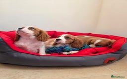 Cavalier King Charles Spaniel dogs for sale: Beautiful Cavalier King Charles Puppies - Image 4