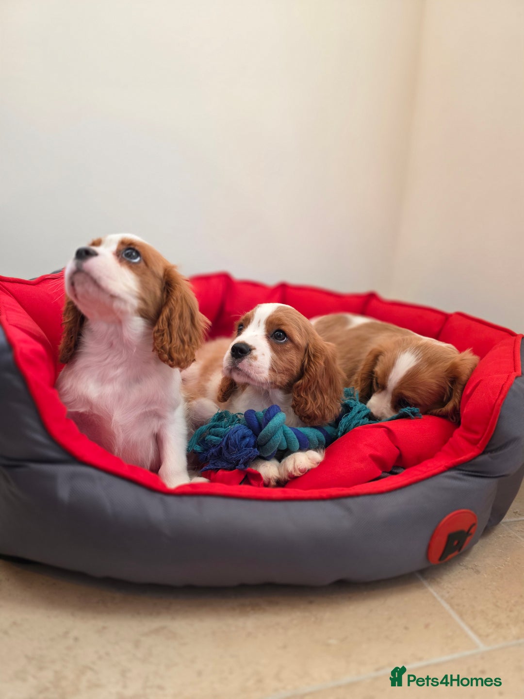 Cavalier King Charles Spaniel dogs for sale: Beautiful Cavalier King Charles Puppies - Image 4