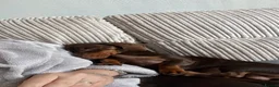 Miniature Dachshund dogs for sale: 4 kc reg & PRA clear girls 9 weeks, ready now  - Advert 7