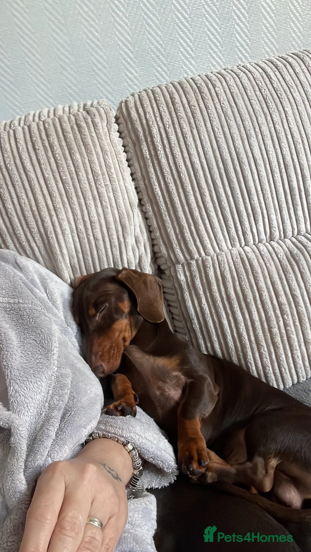 Miniature Dachshund dogs for sale: 4 kc reg & PRA clear girls 9 weeks, ready now  - Advert 7
