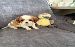Cavalier King Charles Spaniel dogs for sale: Ready to go 🐶 Cavalier King Charles Spaniels - Image 17