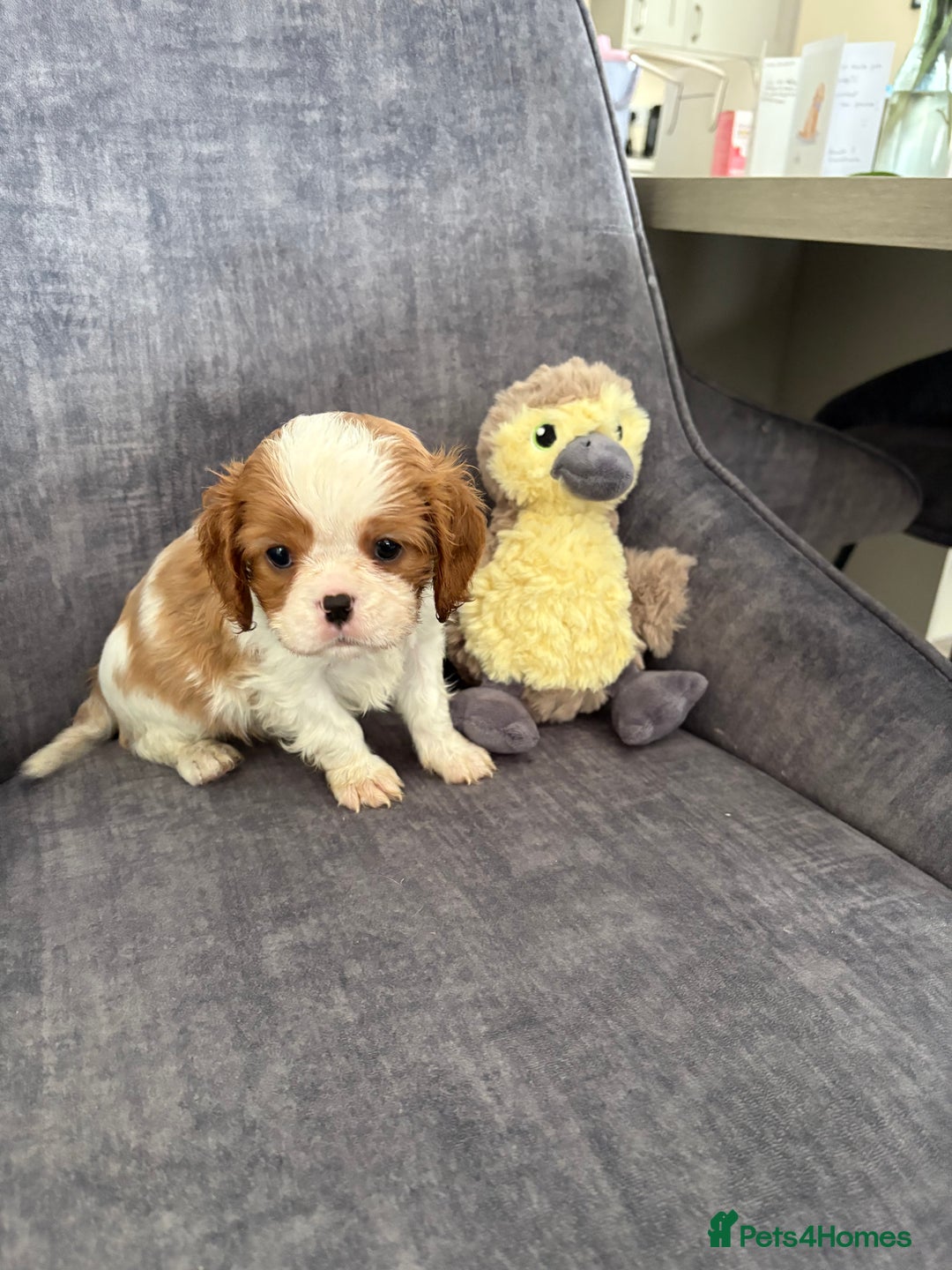 Cavalier King Charles Spaniel dogs for sale: Ready to go 🐶 Cavalier King Charles Spaniels - Image 17