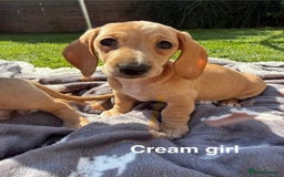 Miniature Dachshund dogs for sale: Cream & Tan Miniature Dachshund Puppies For Sale - Image 3