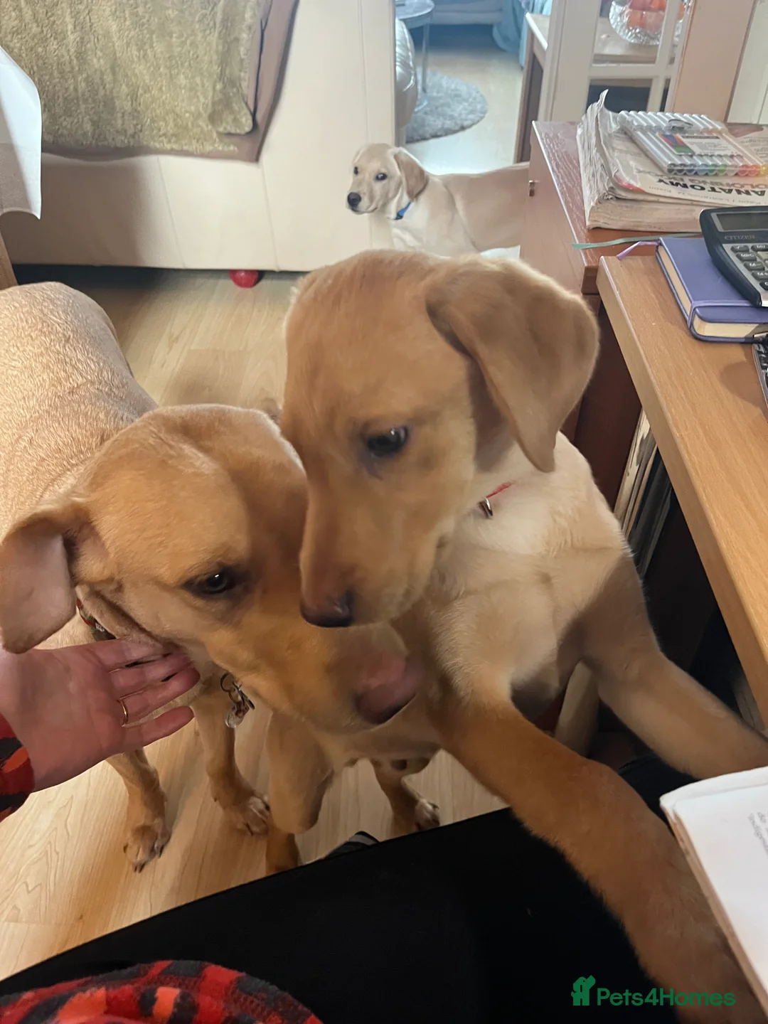 Labrador Retriever dogs for sale: Stunning Labrador pedigree puppies  - Advert 36