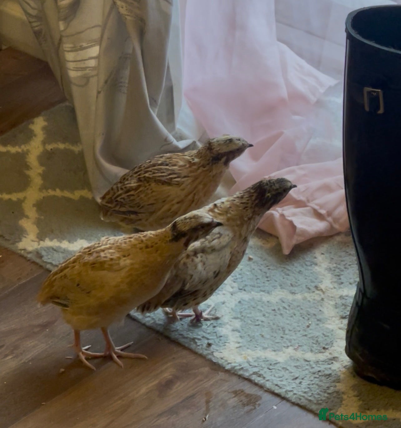 Quail poultry Japanese ‘Coturnix’ MALE Quail’s - Advert 15
