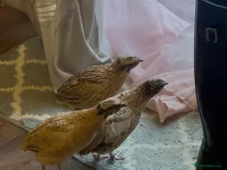 Quail poultry Japanese ‘Coturnix’ MALE Quail’s - Advert 15