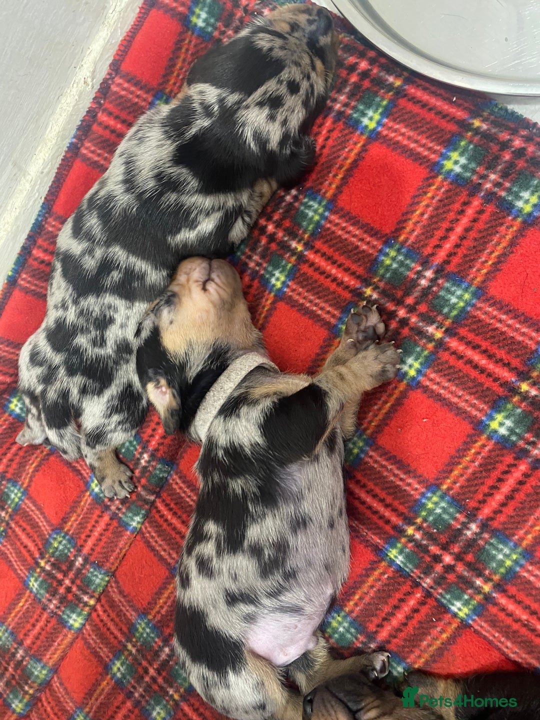 Dachshund dogs for sale: Dachshund pups 3 boys left  in Bootle - Image 10
