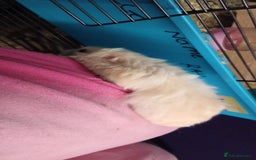 Hamster rodents for sale: Hi this is beige she is probs a adult now - Advert 2