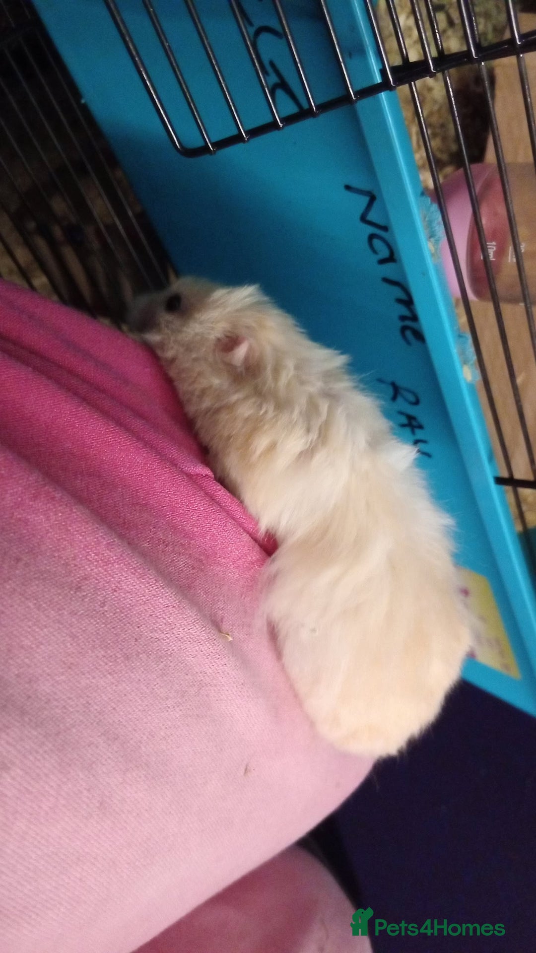 Hamster rodents for sale: Hi this is beige she is probs a adult now - Advert 2