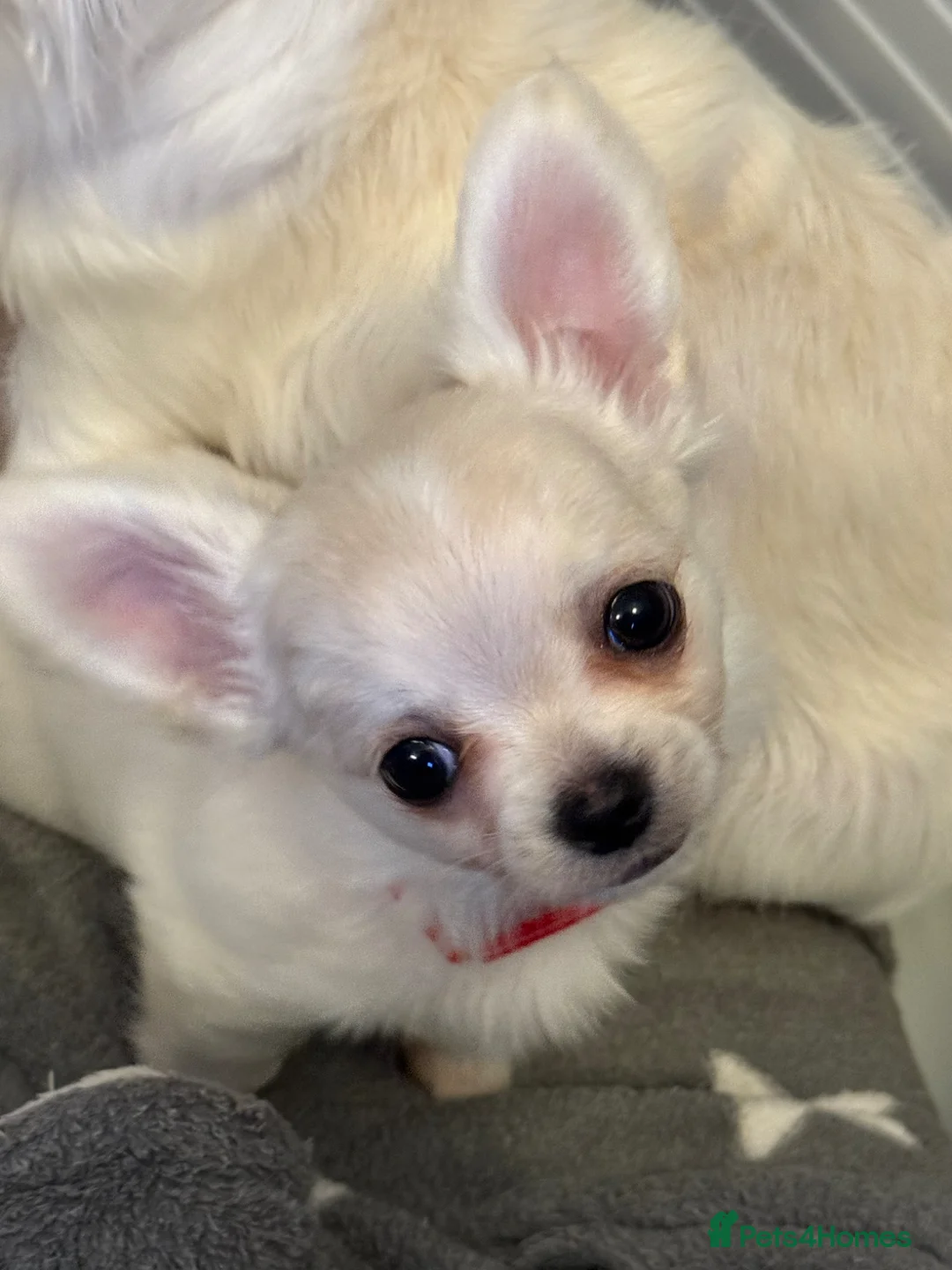 Chihuahua dogs for sale: Cream & White Long Coat Chihuahua Boys  in Cwmbran - Advert 1