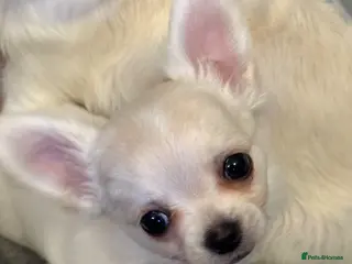 Chihuahua dogs Cream & White Long Coat Chihuahua Boys - Advert 10