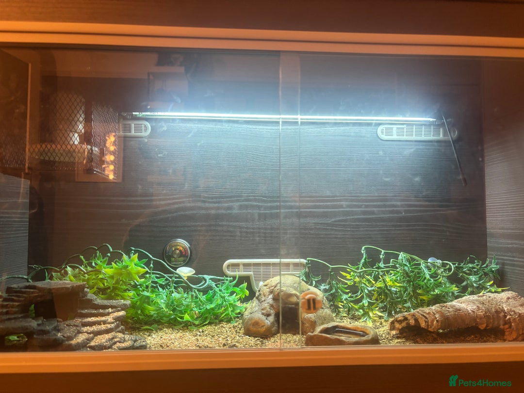 Gecko reptiles for sale: Fat Tailed Gecko for sale! (Enclosure included) - Advert 2