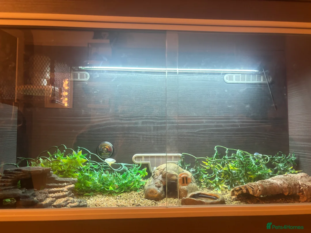 Gecko reptiles for sale: Fat Tailed Gecko for sale! (Enclosure included) - Advert 2