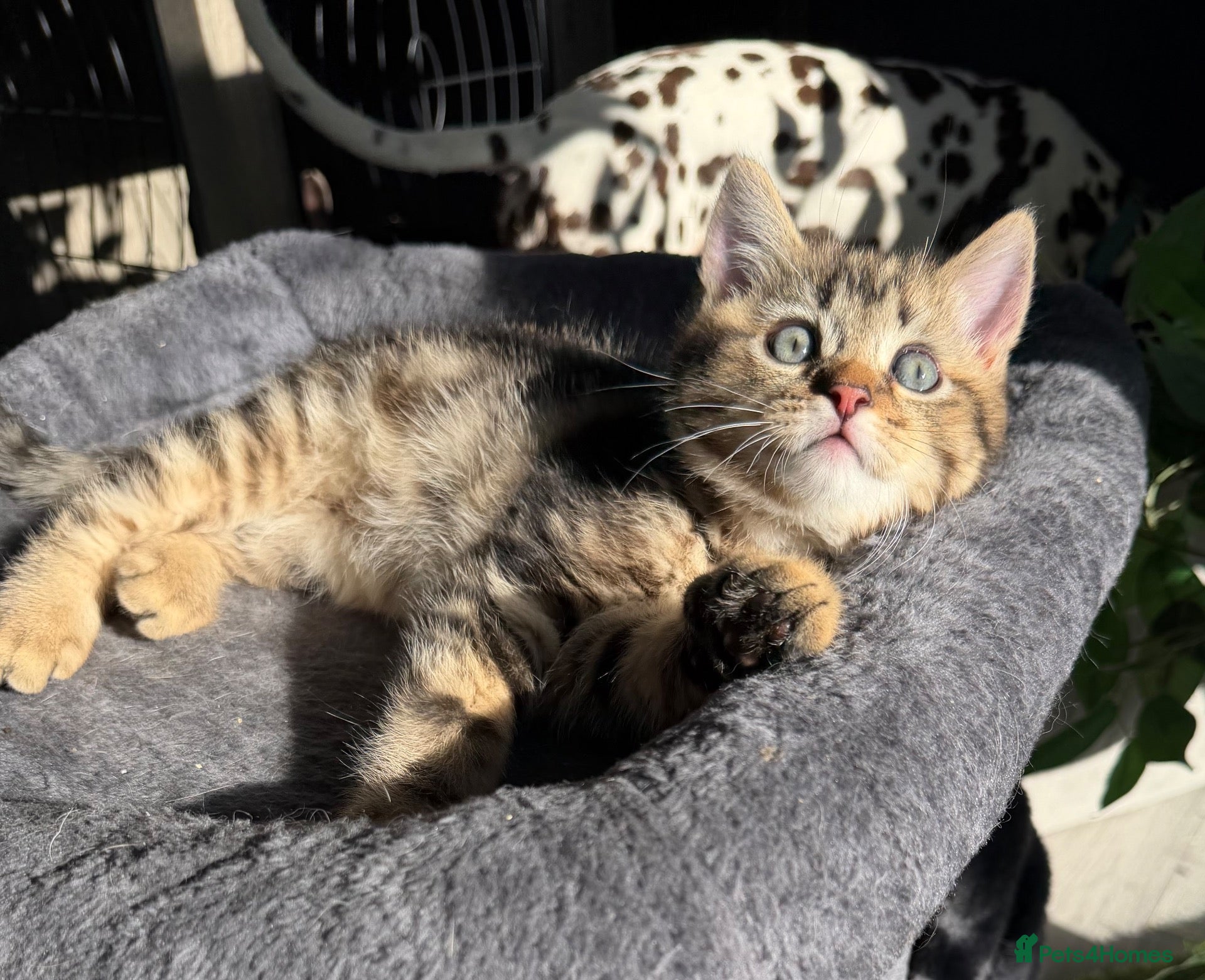Scottish Fold cats Scottish Fold kittens Ready Now ! - Advert 2