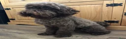 Cavapoo dogs for sale: F1 Cavapoo puppies for sale only 3 left - Advert 3