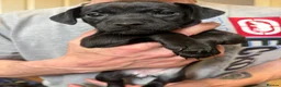 Patterdale Terrier dogs for sale: Patterdale Puppies in Colne - Advert 17