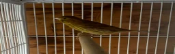 Canaries birds for sale: Green Fife Canary  - Advert 4