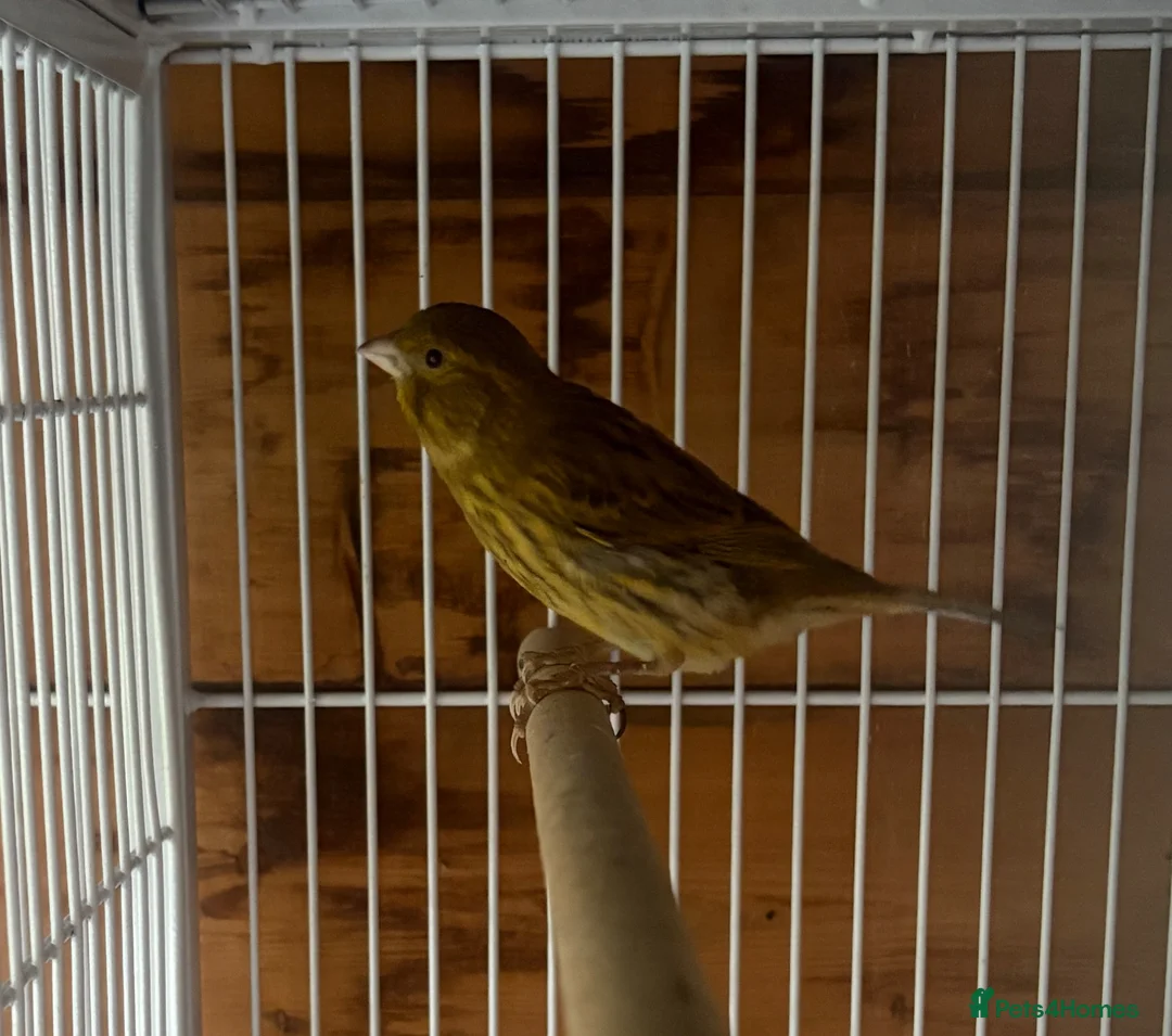 Canaries birds for sale: Green Fife Canary  - Advert 4