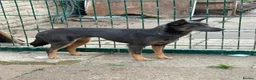 Mixed Breed dogs for adoption: Sheena - Stowmarket Suffolk  in Stowmarket - Advert 11
