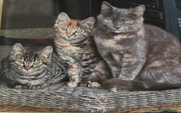 Bengal cats for sale: Part Bengal beautiful kittens in Bury Saint Edmunds - Image 10