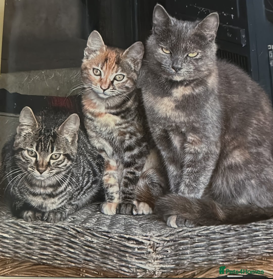 Bengal cats for sale: Part Bengal beautiful kittens in Bury Saint Edmunds - Image 10