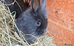 Lionhead rabbits for sale: Lion heads in Wigan - Image 1