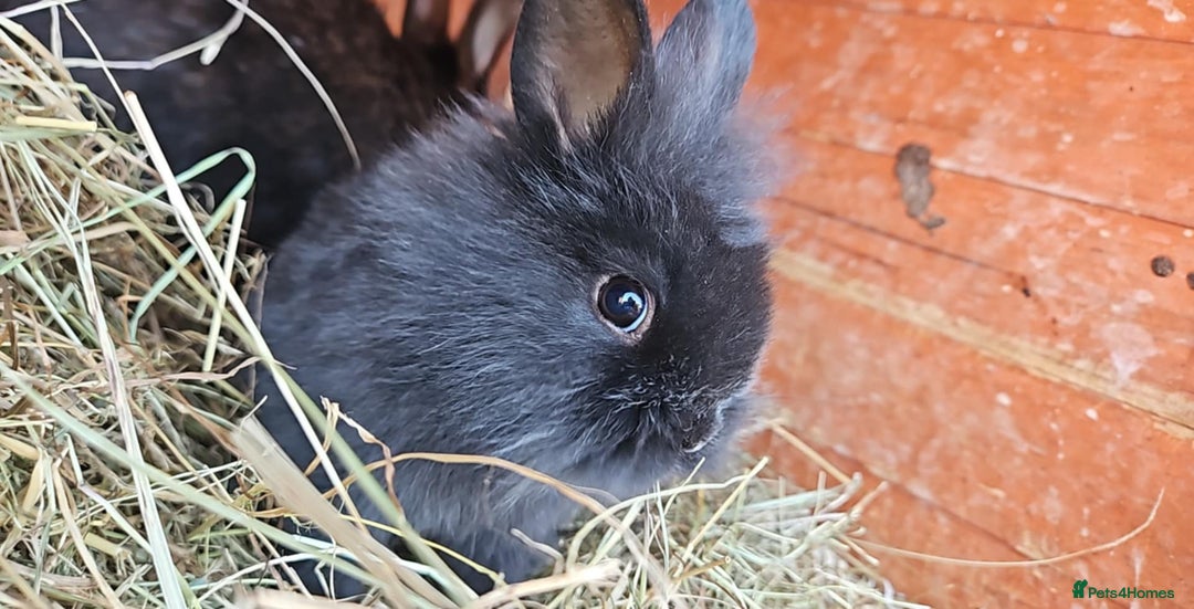 Lionhead rabbits for sale: Lion heads in Wigan - Image 1