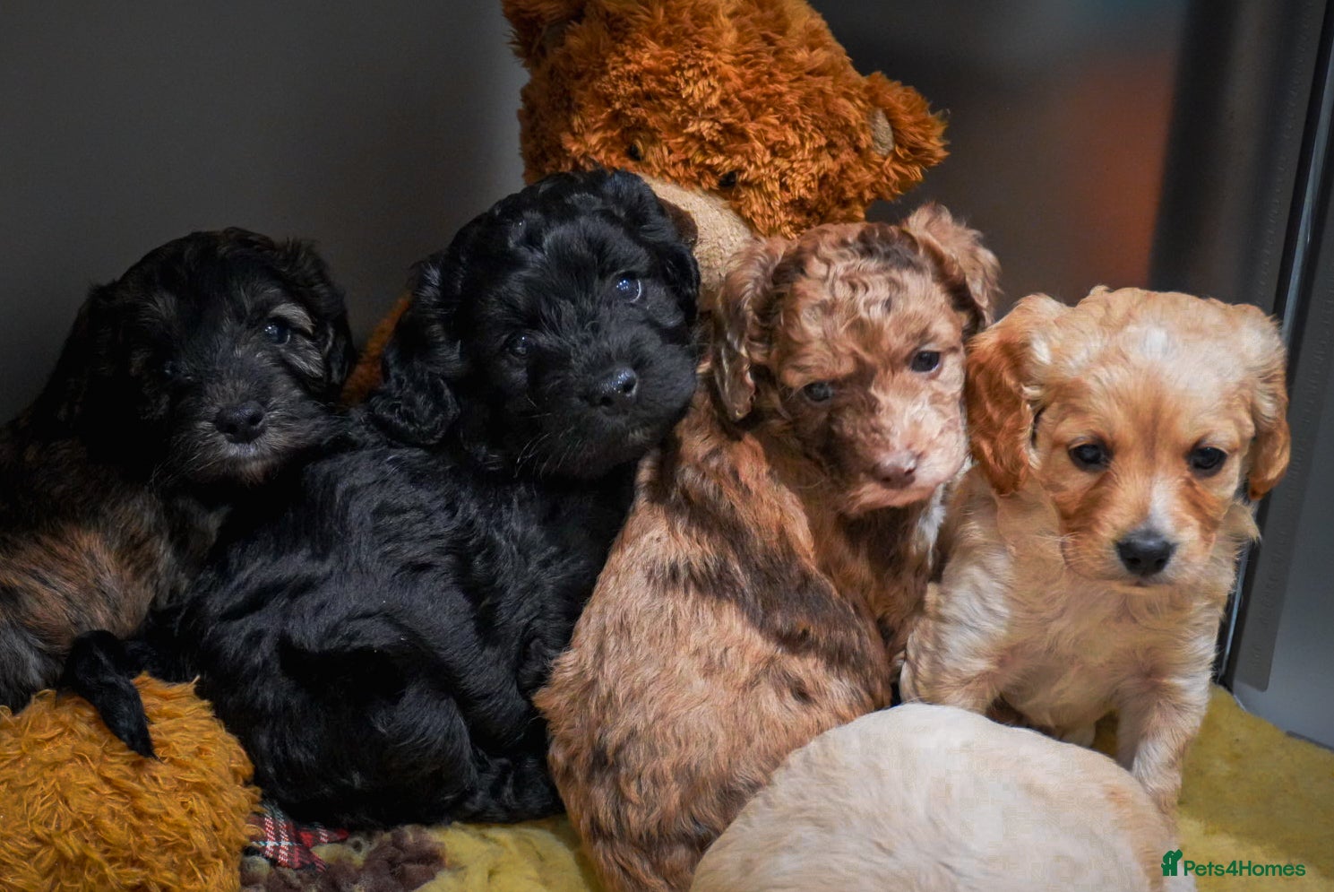 Cockapoo dogs Beautiful litter of cockerpoo puppies  - Advert 1
