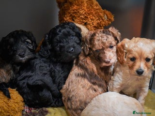 Cockapoo dogs Beautiful litter of cockerpoo puppies - Advert 1