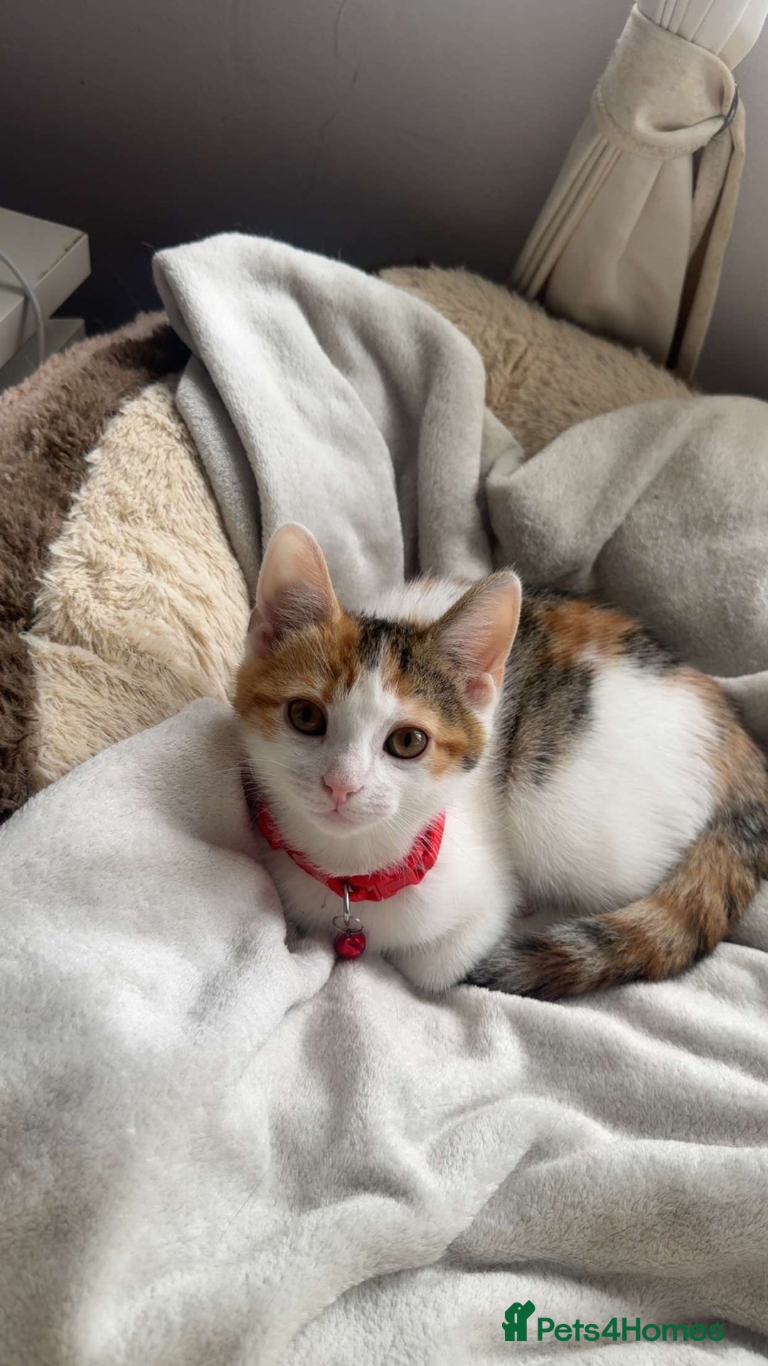 Domestic Shorthair cats for sale: Beautiful kittens ready to go - Image 10