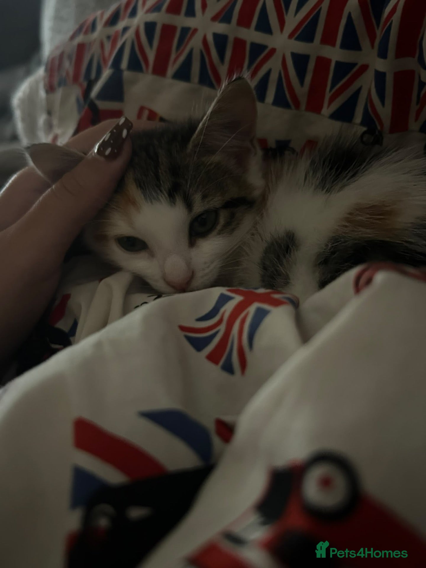 Mixed Breed cats Kittens stunning mainecoonxbengal 2girls left!❤️ - Advert 2