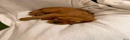 Cavalier King Charles Spaniel dogs for sale: 🐾AMAZING KC REGISTERED CAVALIERS 🐾 - Advert 8