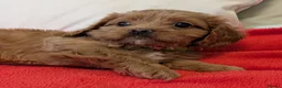 Cavapoo dogs for sale: F1B Cavapoo Puppies Health Tested KC Parents - Advert 19