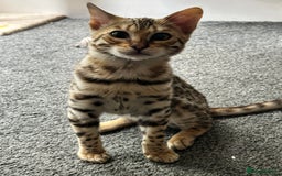 Bengal cats for sale: Beautiful Male TICA registered Bengal Kitten - Image 1