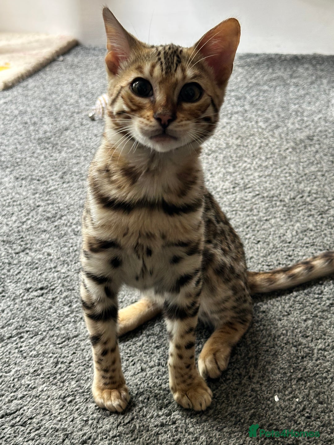 Bengal cats for sale: Beautiful Male TICA registered Bengal Kitten - Image 1