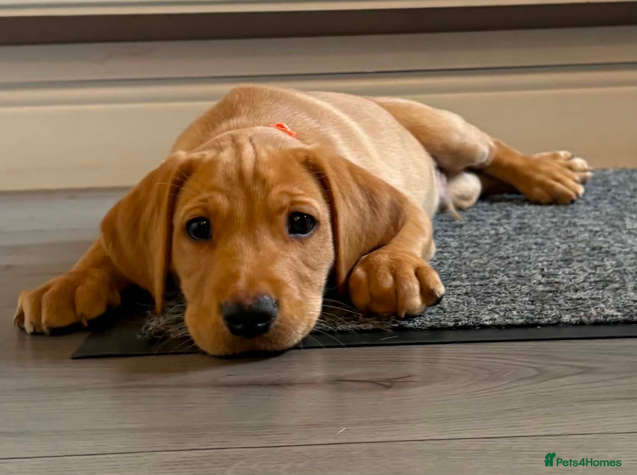 Labrador Retriever dogs 2 beautiful kc labrador boys  - Advert 6