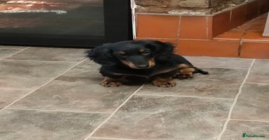 Miniature Dachshund dogs - Advert 13