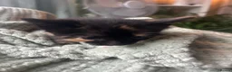 Mixed Breed cats for sale: Beautiful kittens for sale. - Advert 14