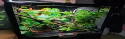 Gecko reptiles for sale: Stunning Female Bauer's Chameleon Gecko - Advert 4