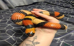 Milk Snake reptiles for sale: unsexed pueblan apricot milk snake - Image 2