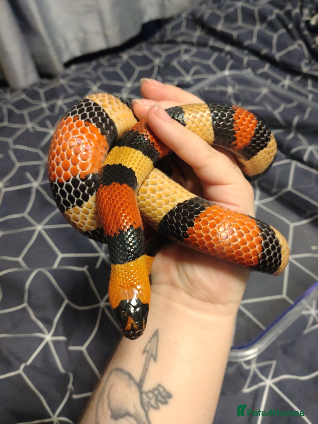 Milk Snake reptiles for sale: unsexed pueblan apricot milk snake - Image 2
