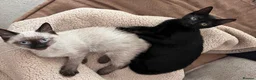 Russian Blue cats for sale: Male Russian blue mix breed  - Advert 13