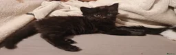 Mixed Breed cats for sale: Playful kittens - Advert 6