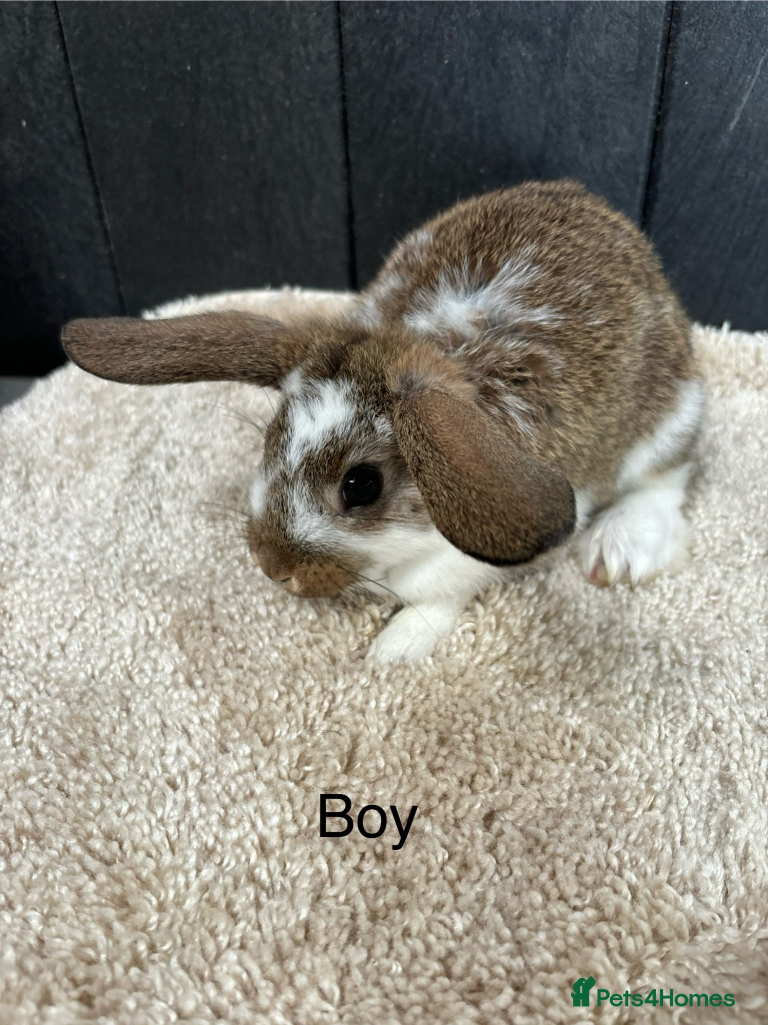 Mini Lop rabbits Stunning bunnies  - Advert 17