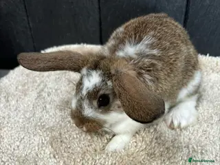 Mini Lop rabbits Stunning bunnies - Advert 17