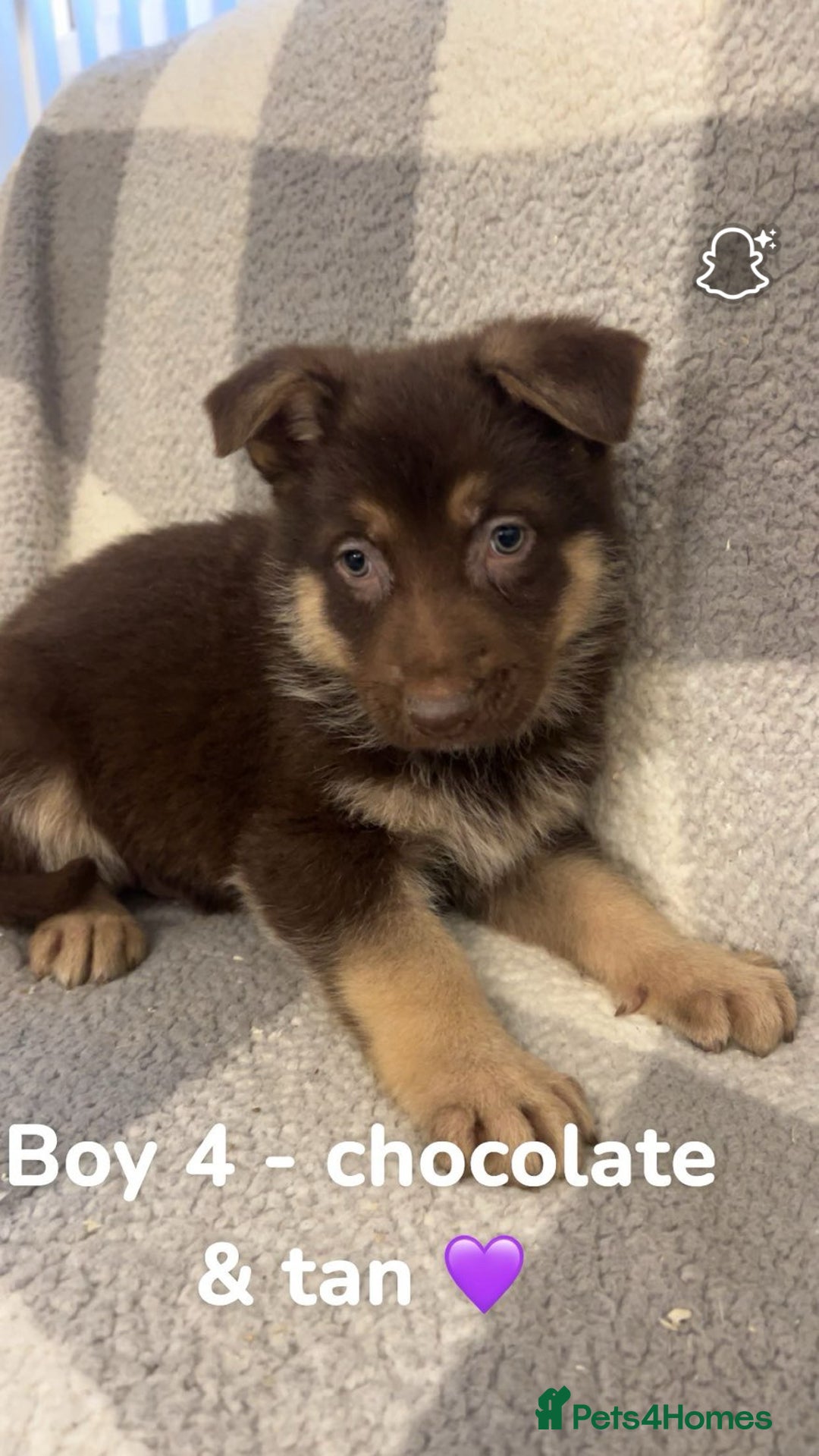 German Shepherd dogs for sale: Beautiful litter of coloured German shepherds!  - Advert 5