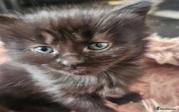 Mixed Breed cats for sale: 5 kittens for sale  - Image 1