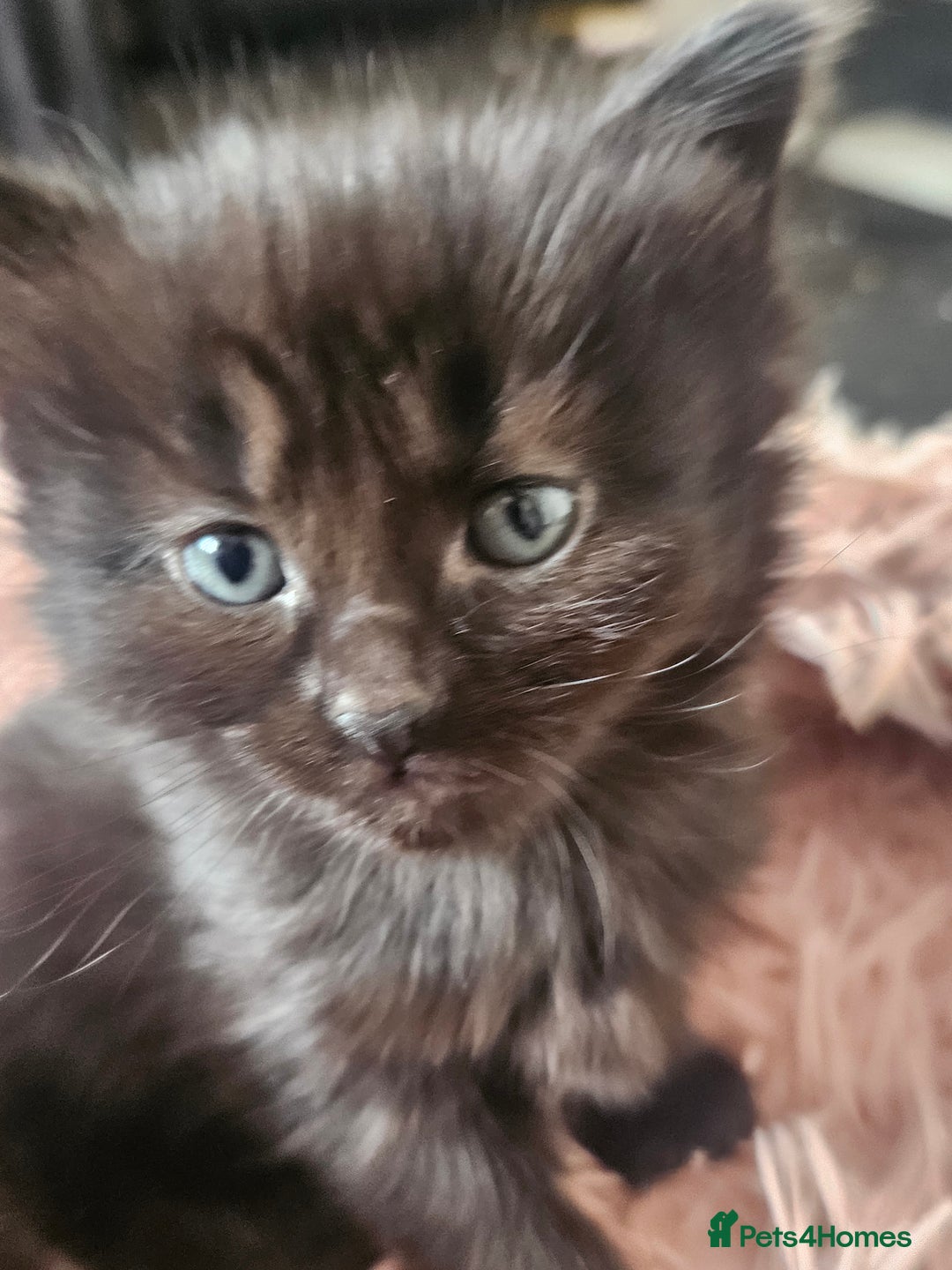 Mixed Breed cats for sale: 5 kittens for sale  - Image 1