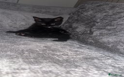 Mixed Breed cats for sale: Kitten for re homing £25 - Image 2